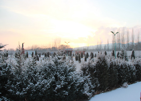 雪花
